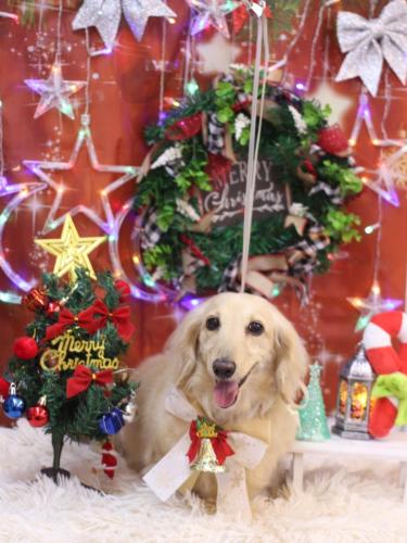 20231208きなこちゃん